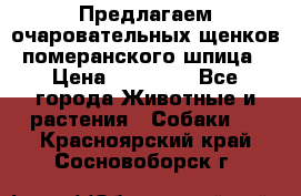 Предлагаем очаровательных щенков померанского шпица › Цена ­ 15 000 - Все города Животные и растения » Собаки   . Красноярский край,Сосновоборск г.